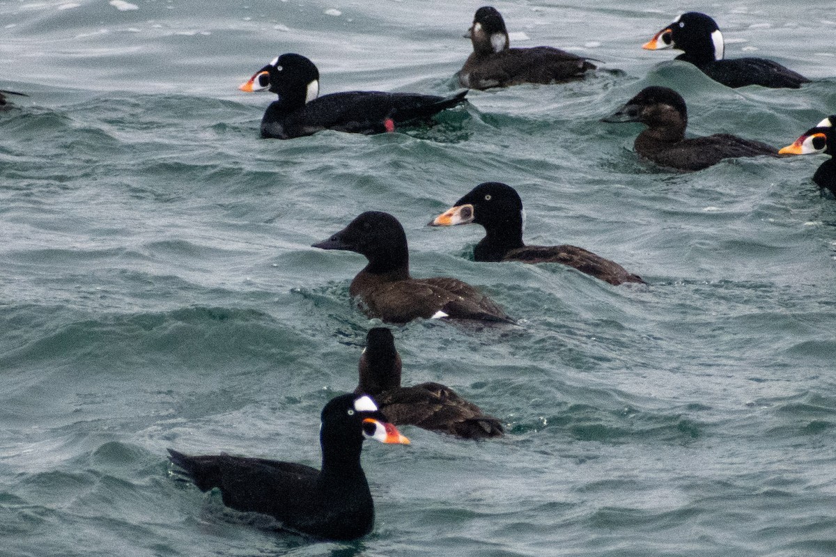 amerikasjøorre - ML652226664