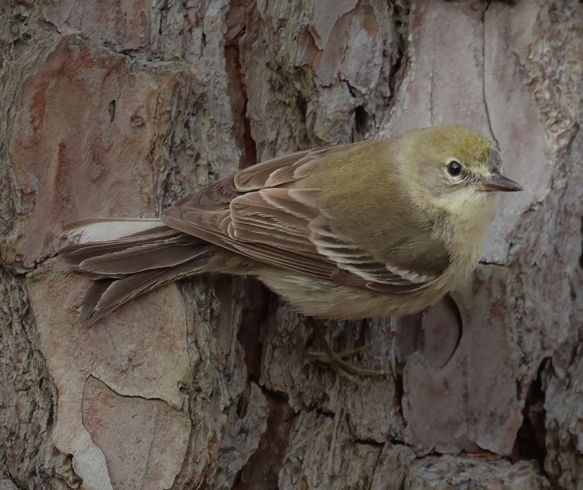 マツアメリカムシクイ - ML652226765