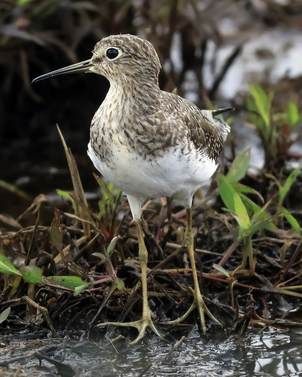 Solitary Sandpiper - ML652226796