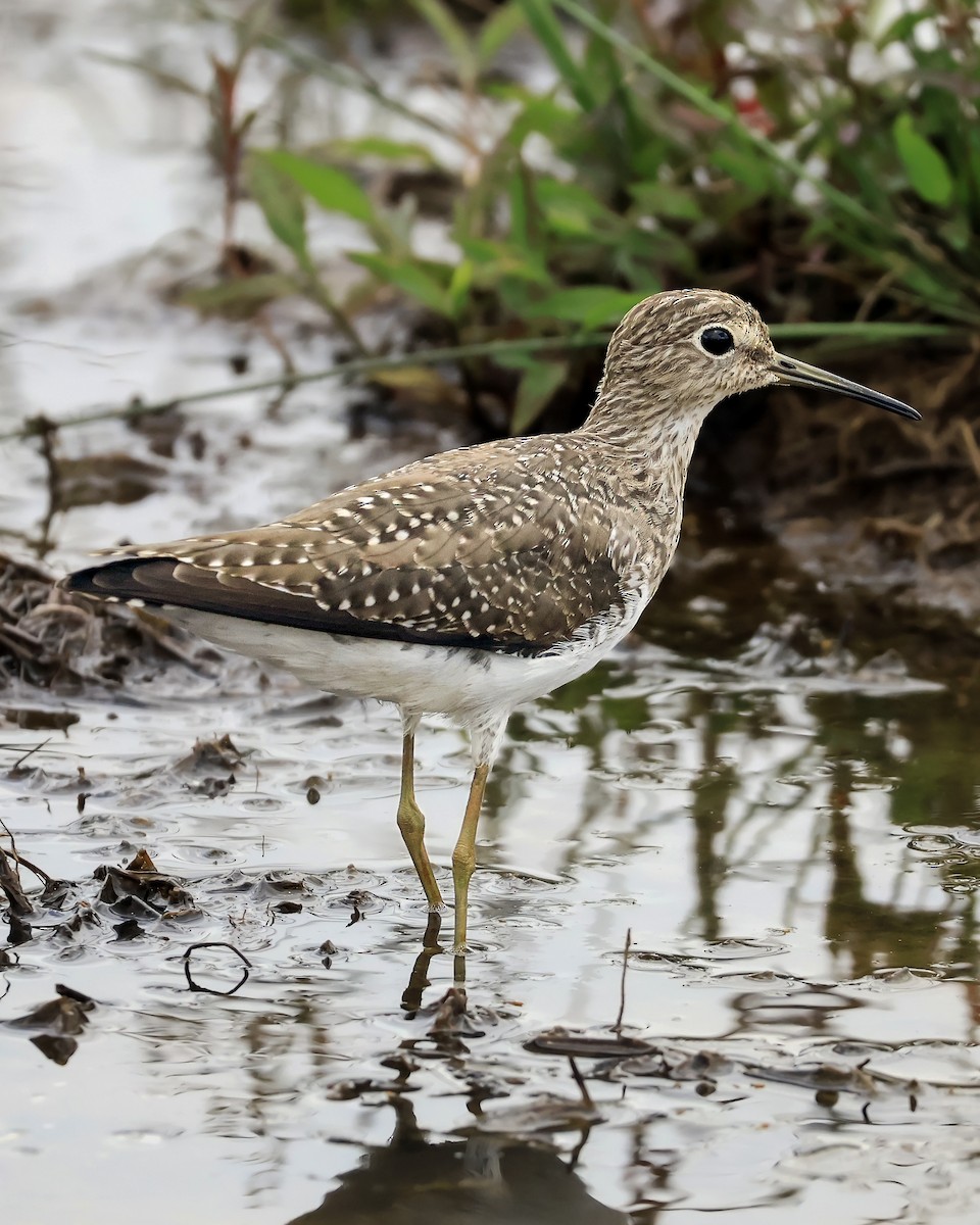 Solitary Sandpiper - ML652226797
