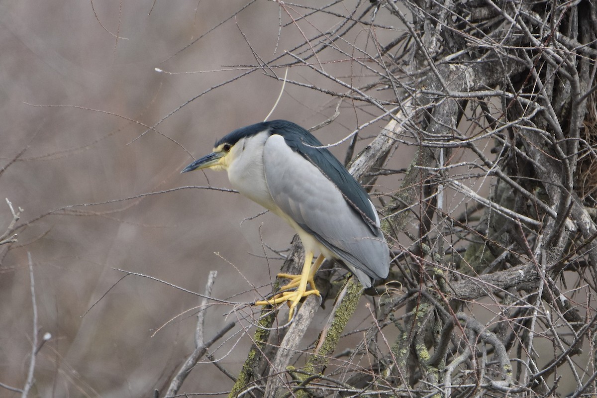 Квак звичайний - ML652226798