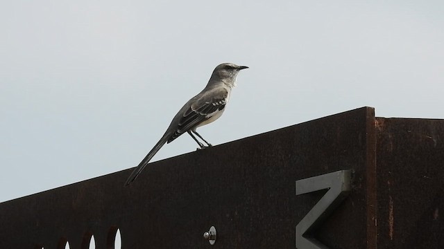 Northern Mockingbird - ML652226967