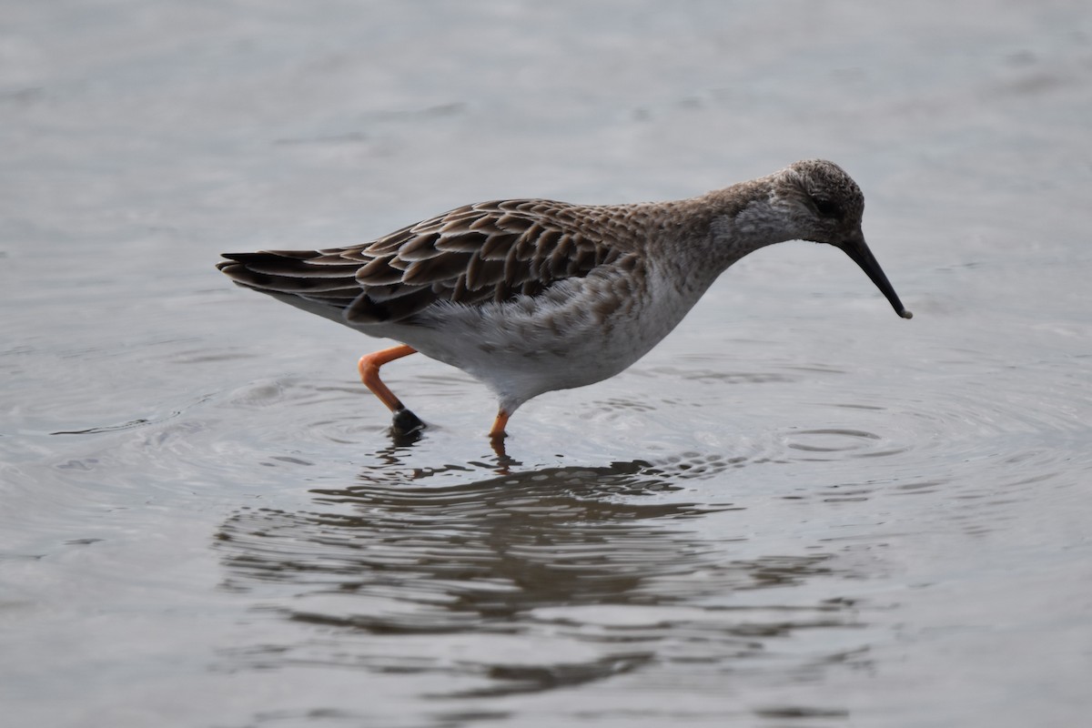 Брижач - ML652226980