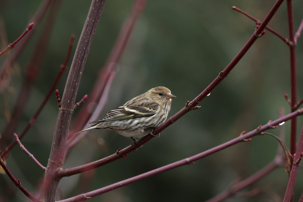 Jilguero de Los Pinos - ML652227308