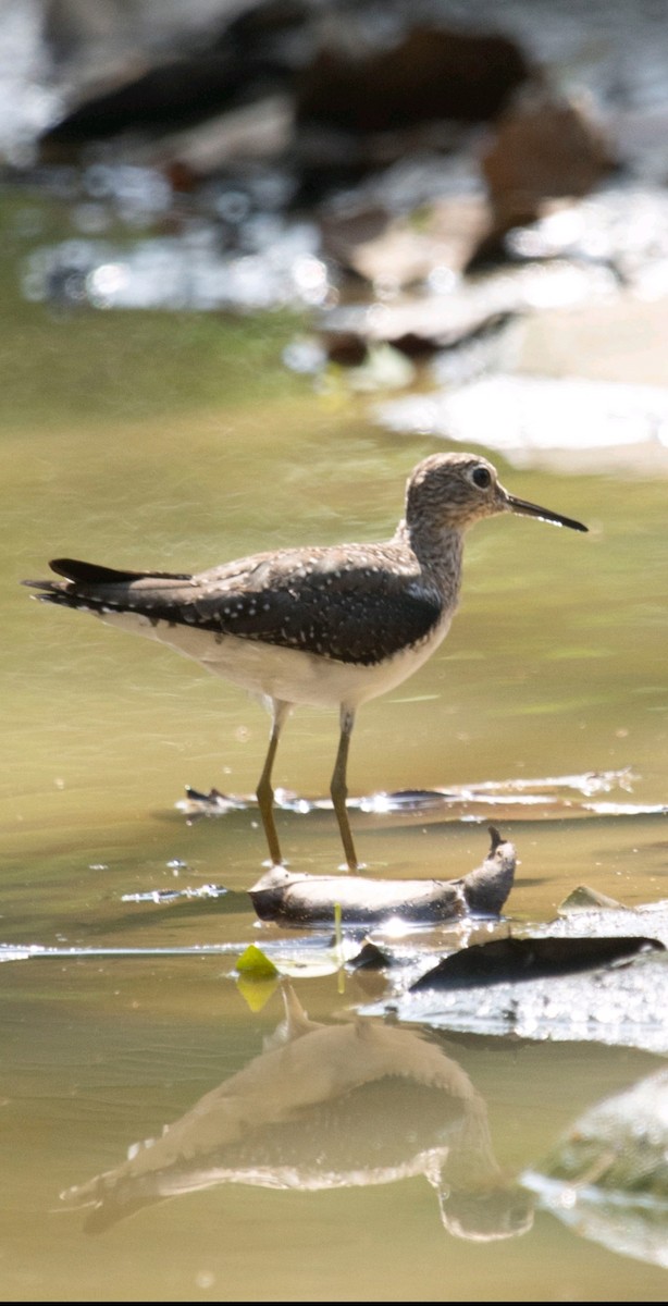 Solitary Sandpiper - ML652227384