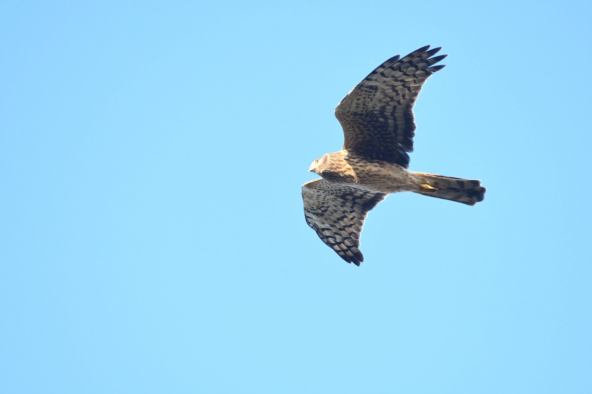 זרון אמריקני - ML652227431