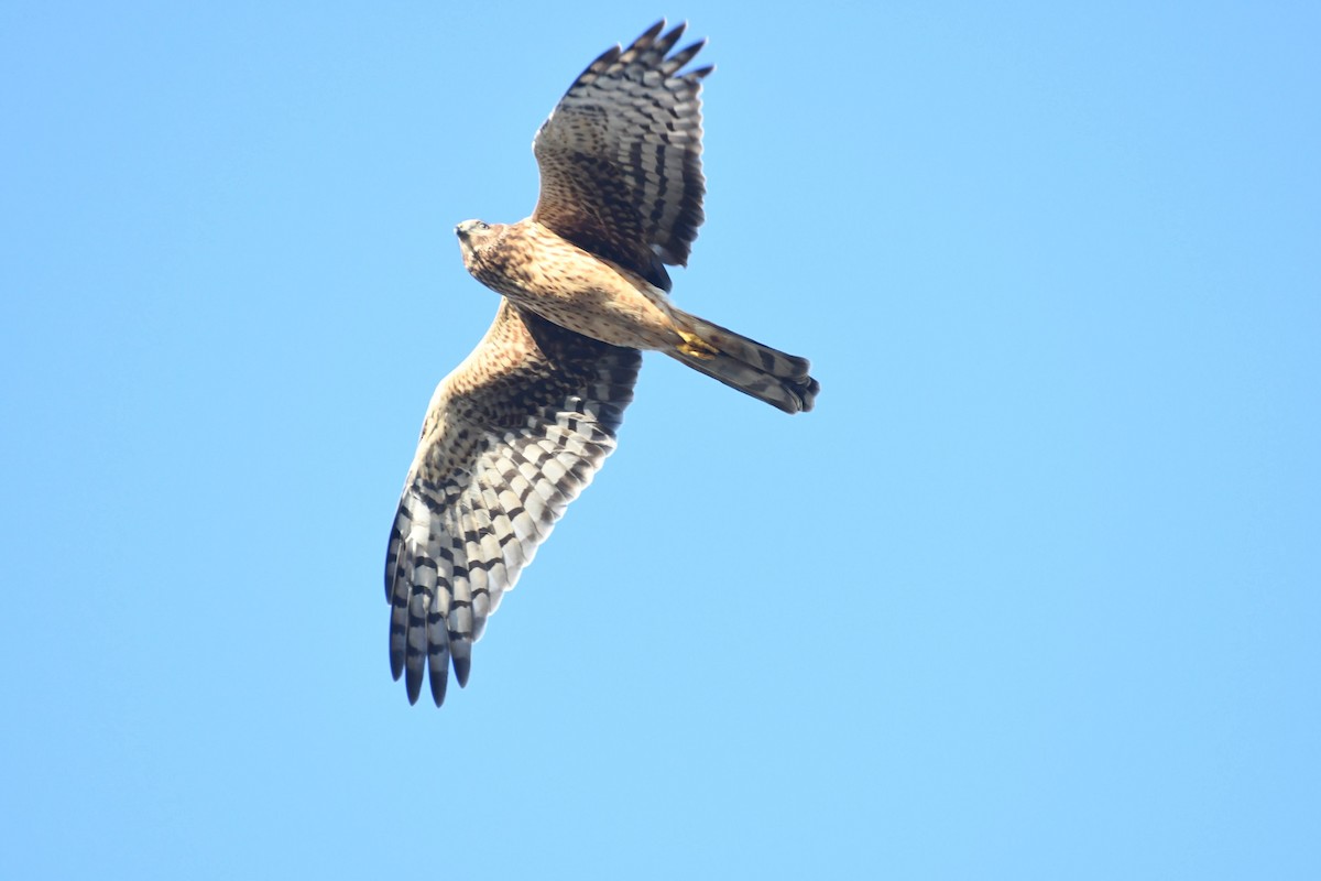 זרון אמריקני - ML652227432