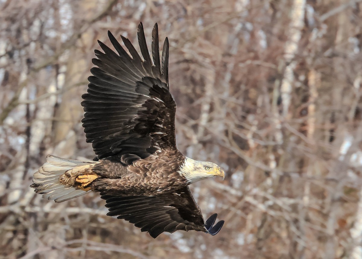 Bald Eagle - ML652227515