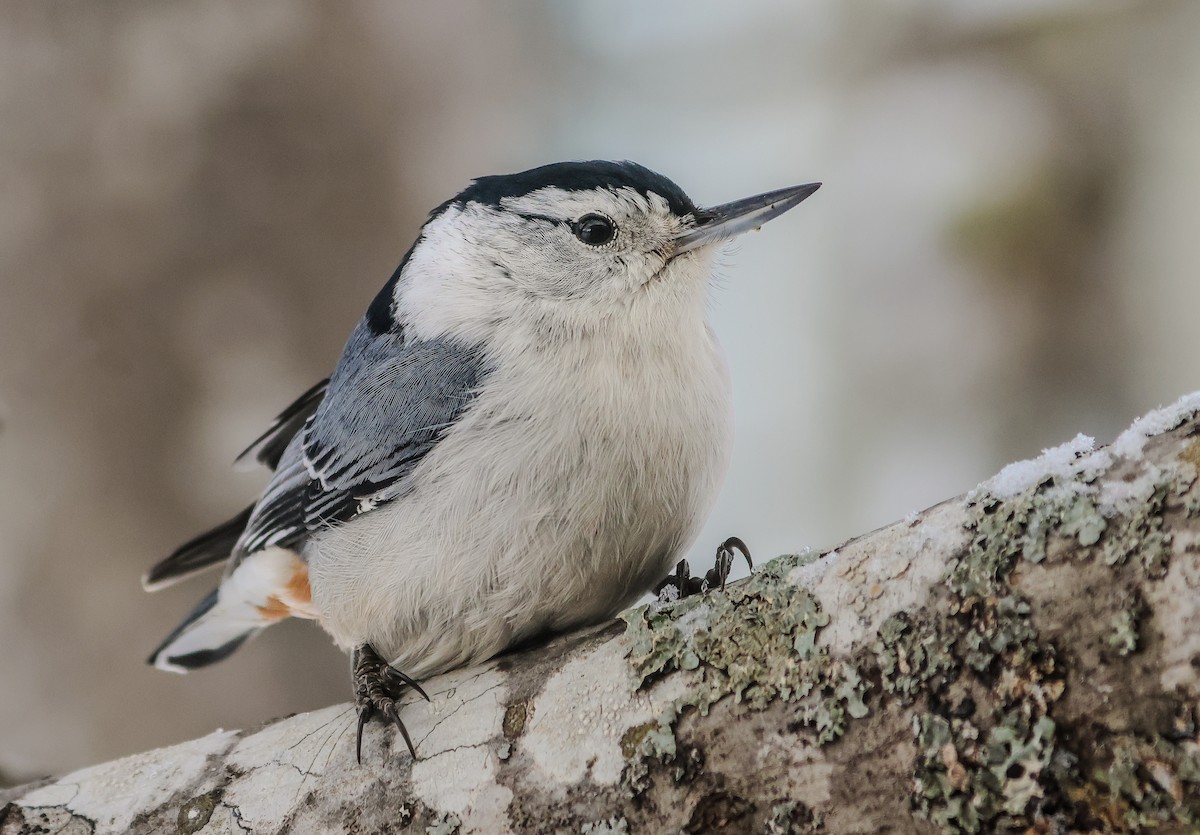 White-breasted Nuthatch - ML652227583