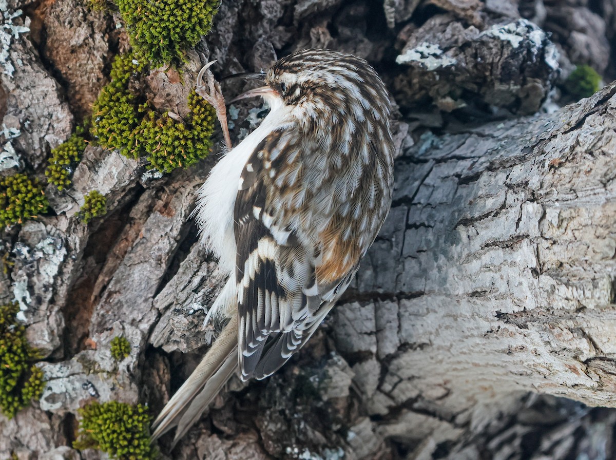 Brown Creeper - ML652227618
