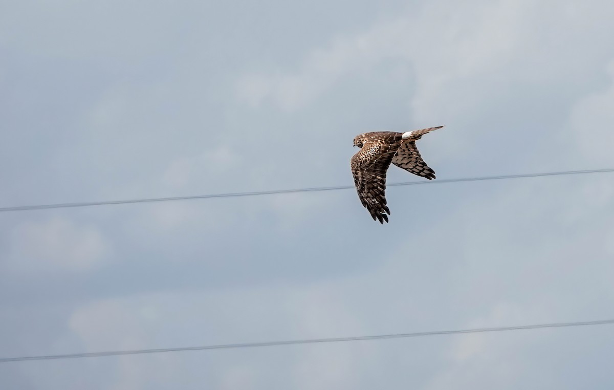 זרון אמריקני - ML652227697