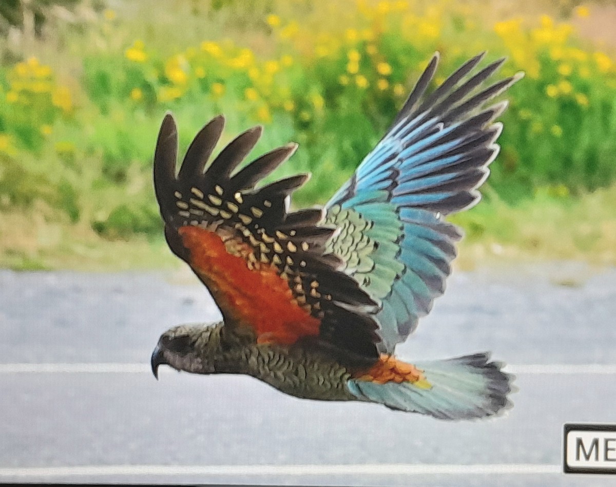 Kea - ML652227751