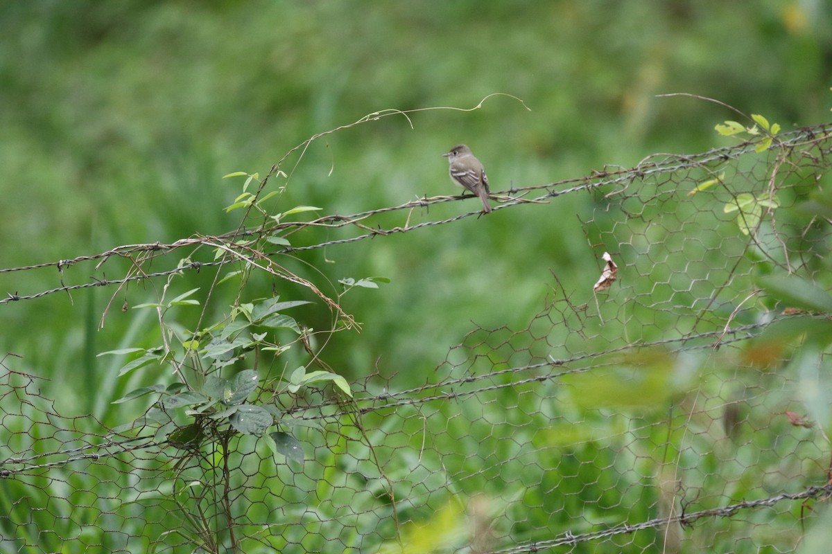 Yellow-bellied Flycatcher - ML652227880