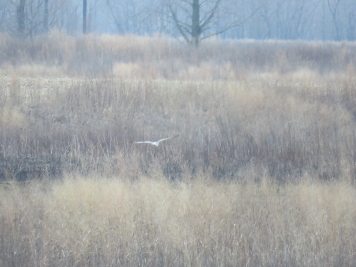 זרון אמריקני - ML652228150