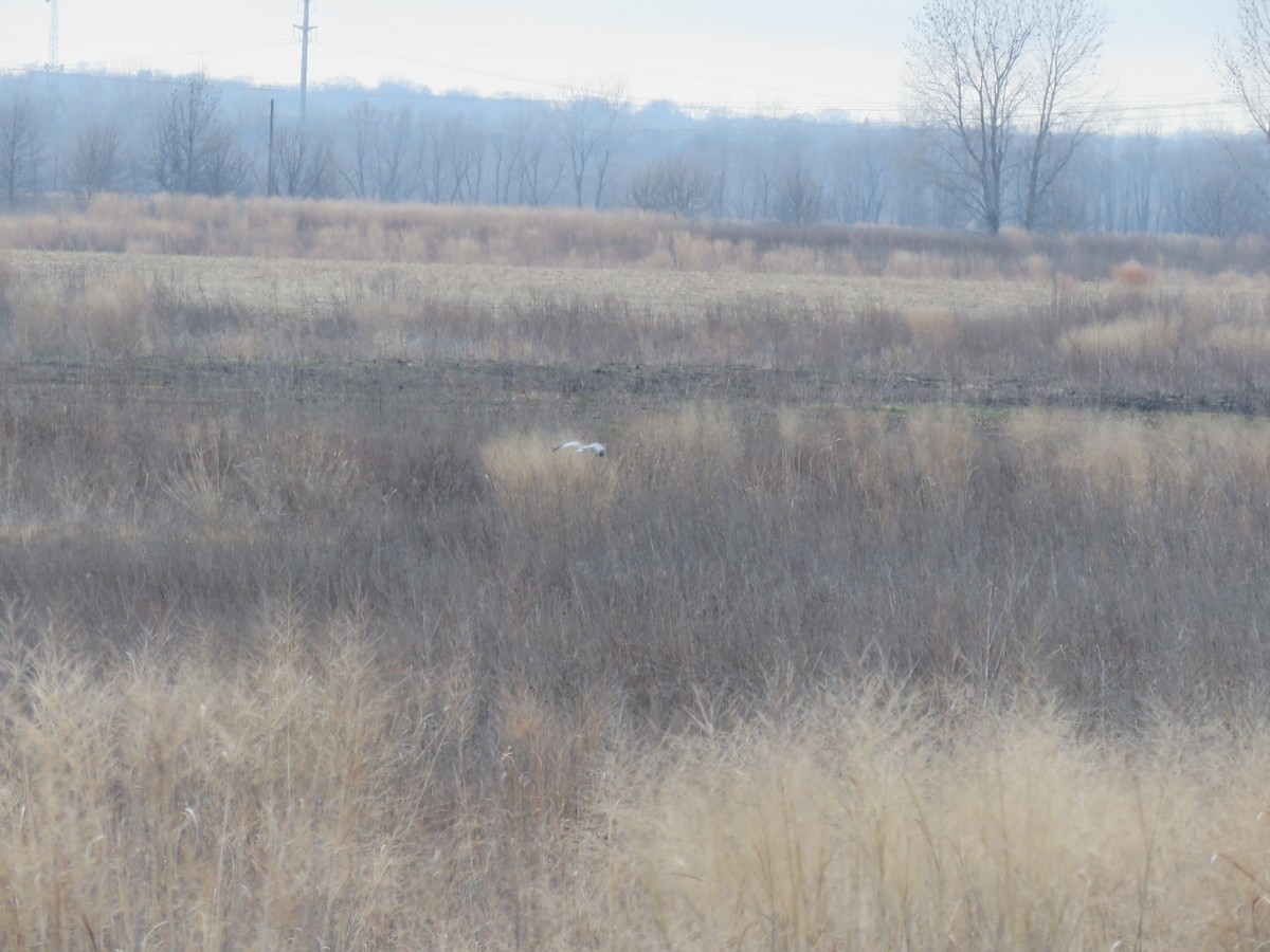 זרון אמריקני - ML652228151