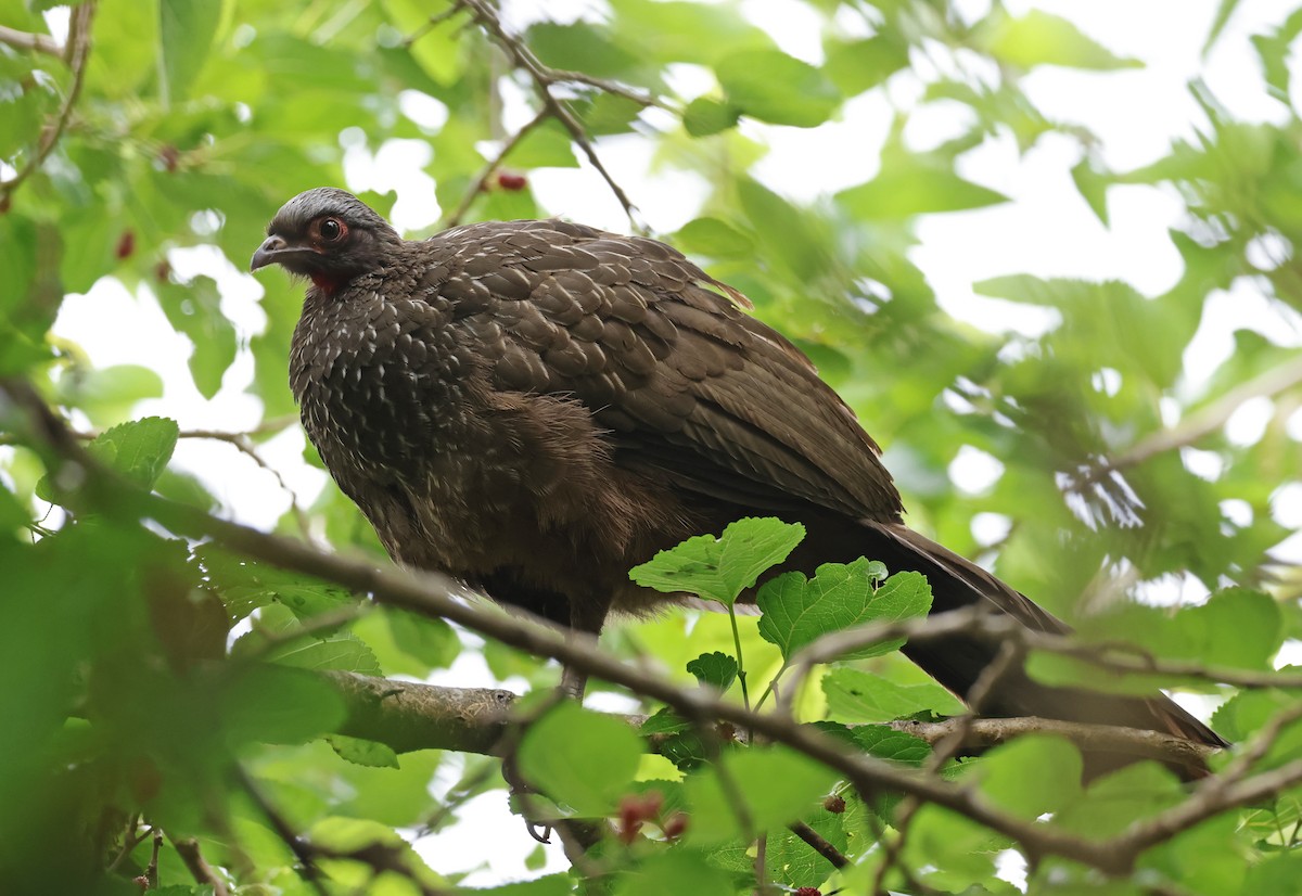 Pava Carirroja - ML652228443