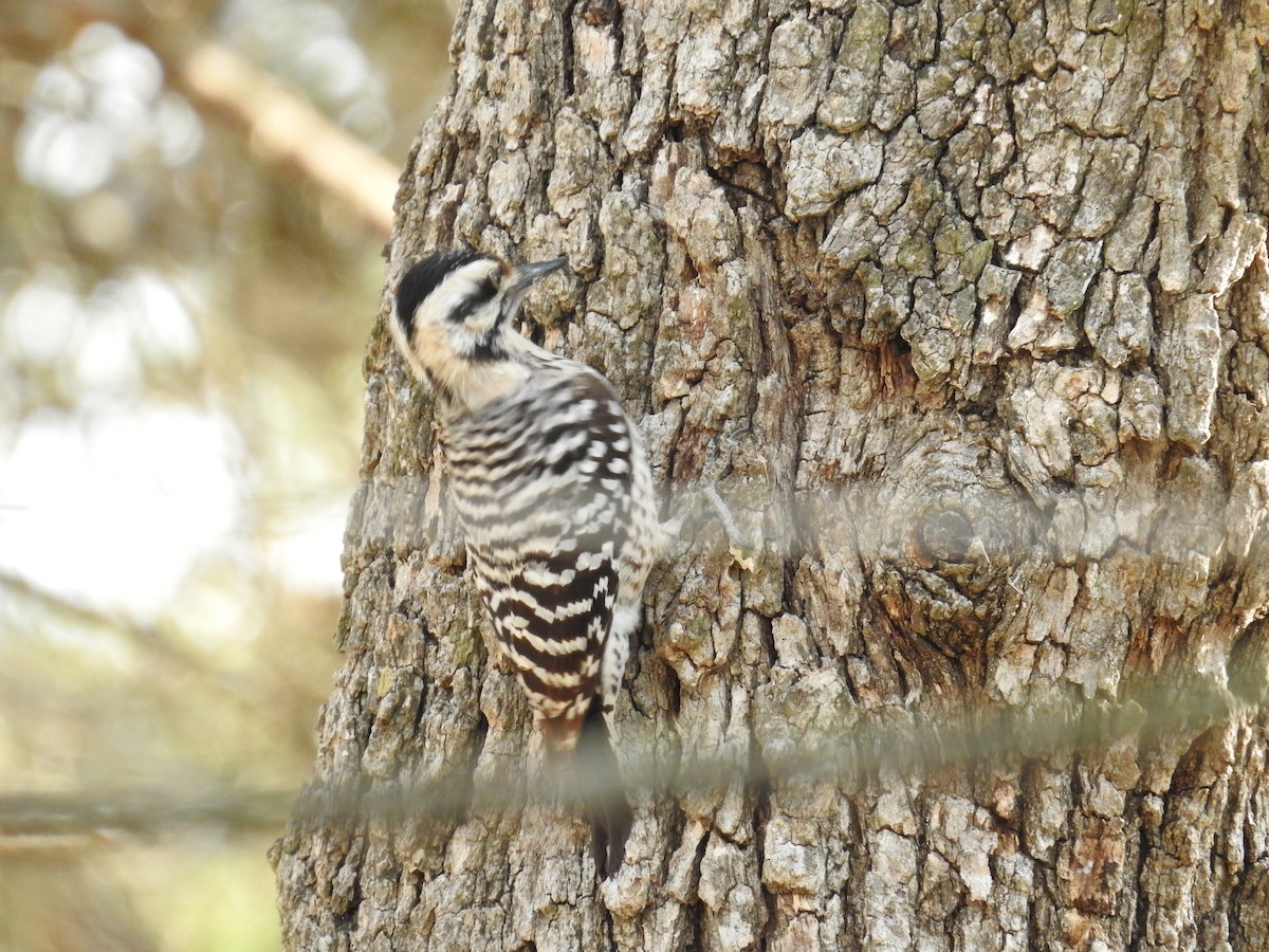 Ladder-backed Woodpecker - ML652228530