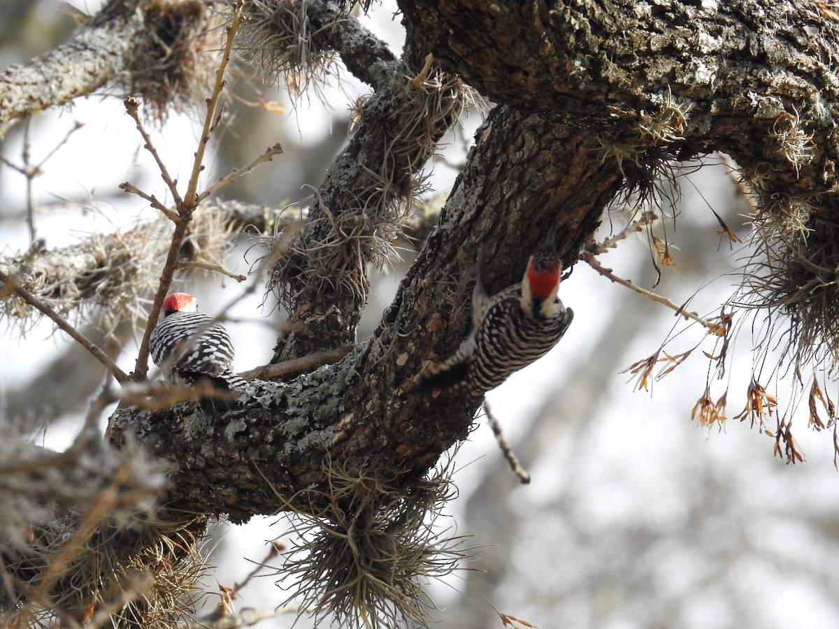 Ladder-backed Woodpecker - ML652228598