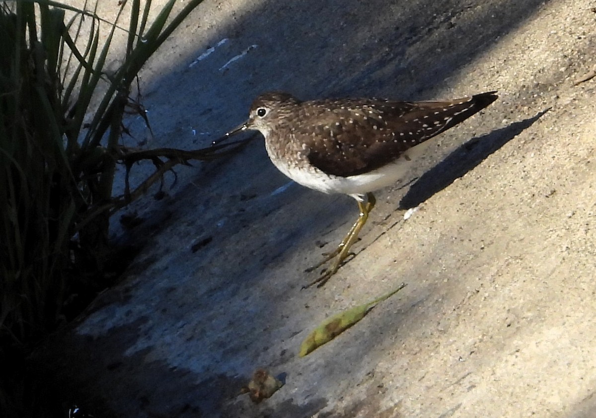 Solitary Sandpiper - ML652228616