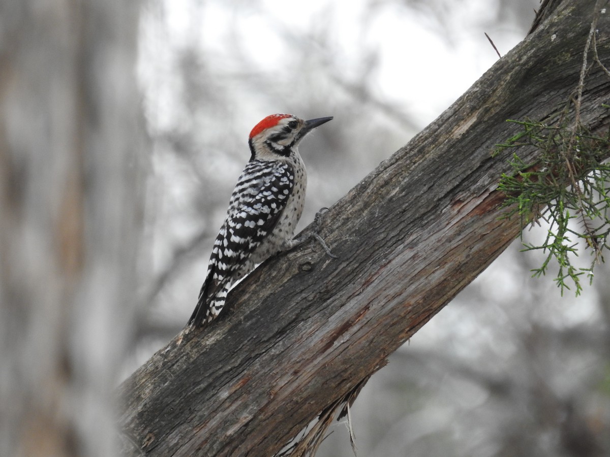 Ladder-backed Woodpecker - ML652228627