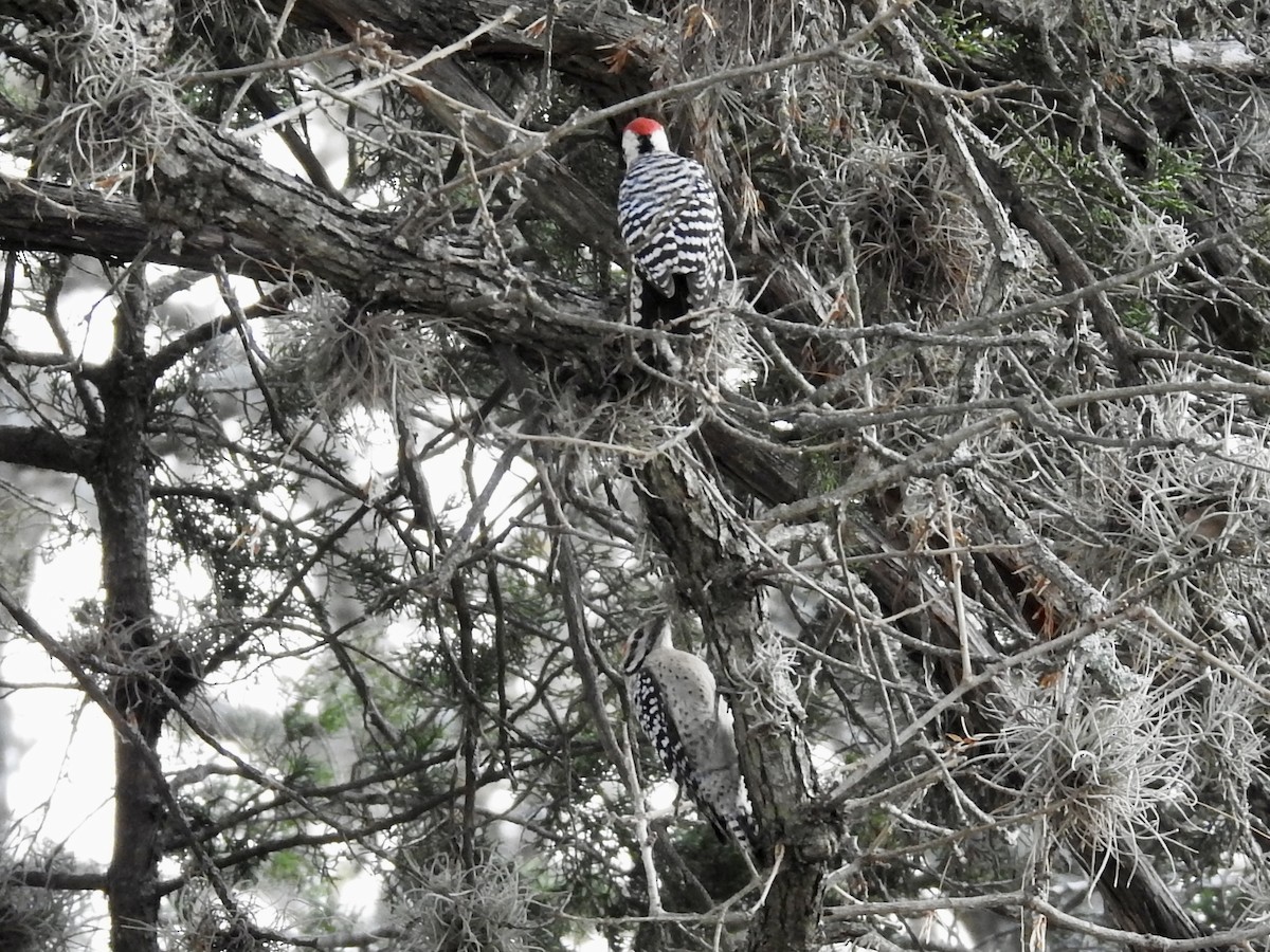 Ladder-backed Woodpecker - ML652228671
