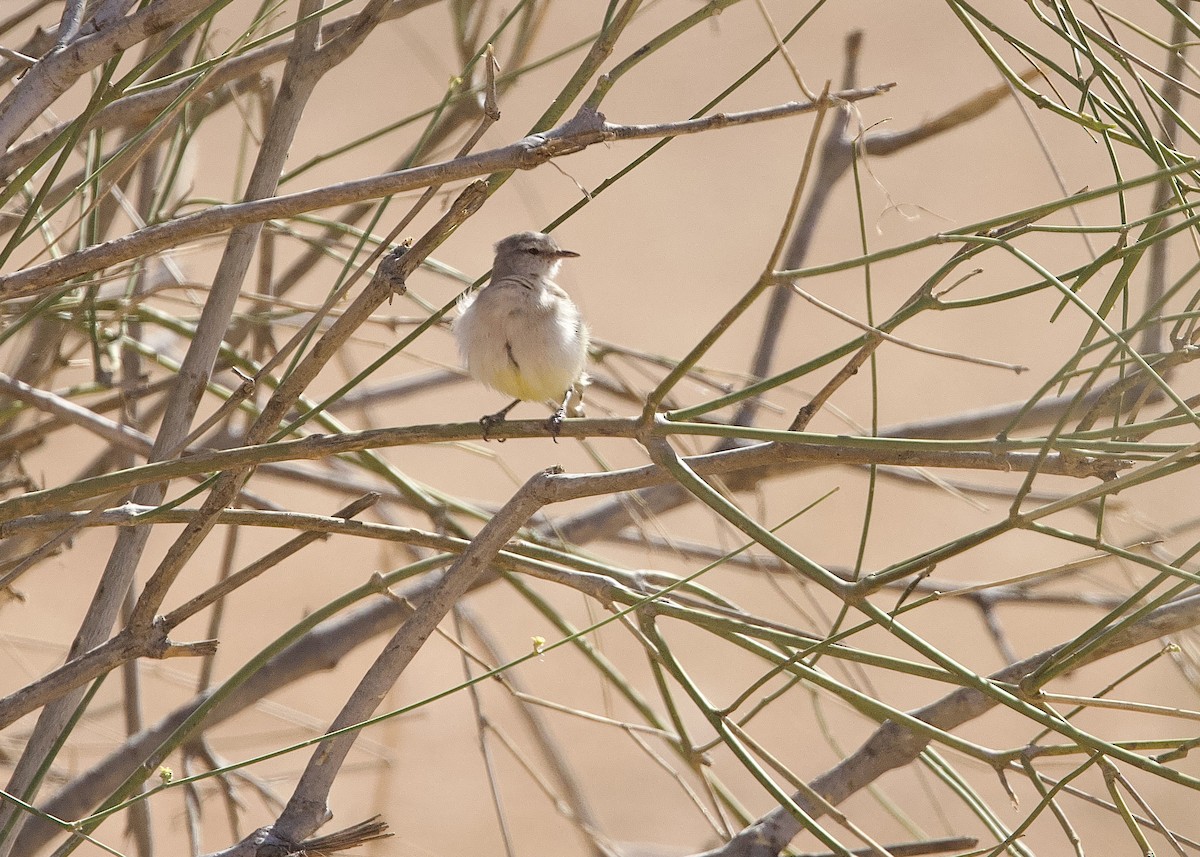 Yellow-bellied Eremomela (Yellow-bellied) - ML652228673