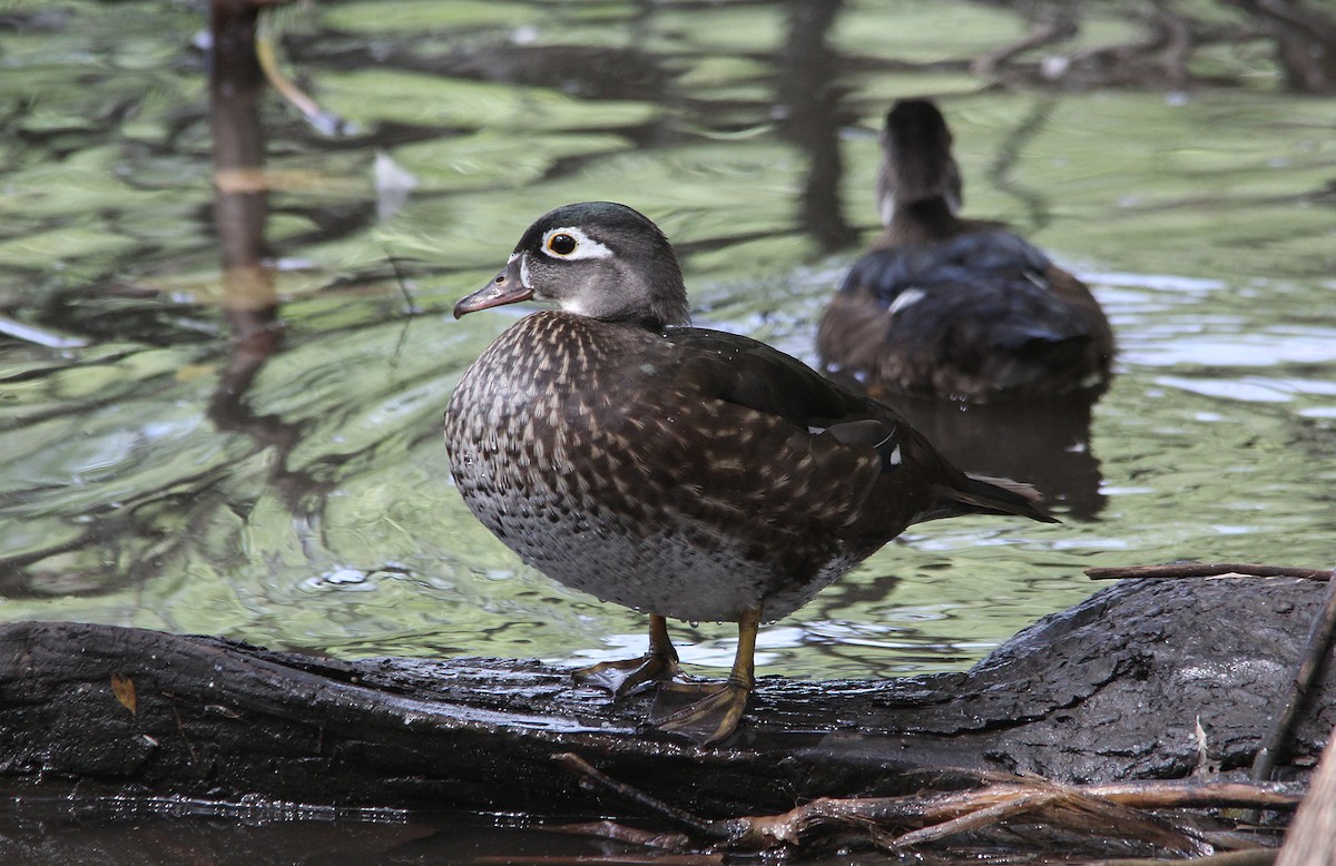 brudeand - ML652228678