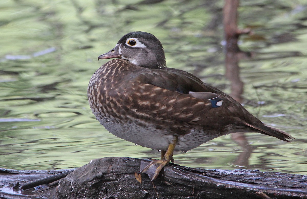 brudeand - ML652228679