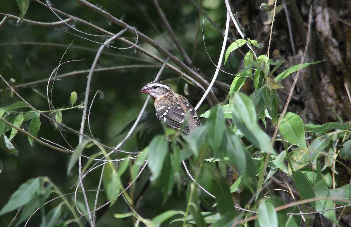 svarthodetykknebb - ML652228683