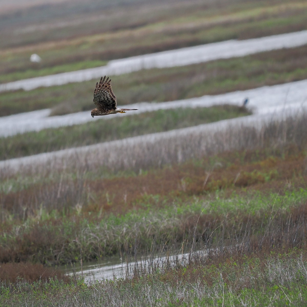 זרון אמריקני - ML652228727