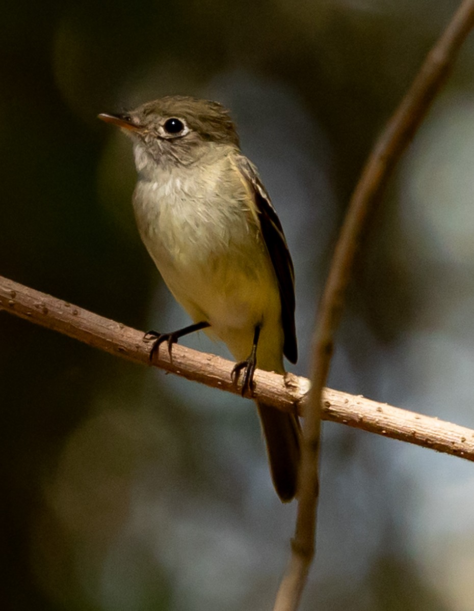 Least Flycatcher - ML652228869