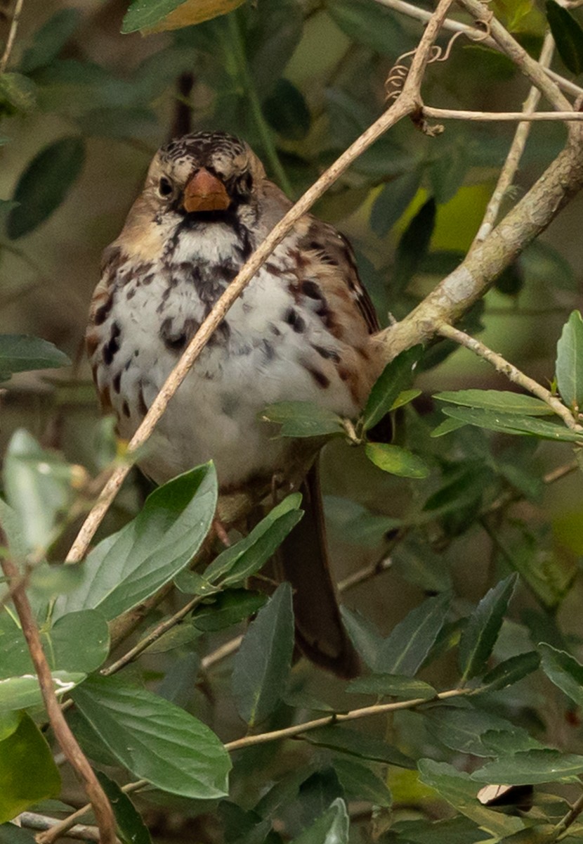 Harris's Sparrow - ML652228892