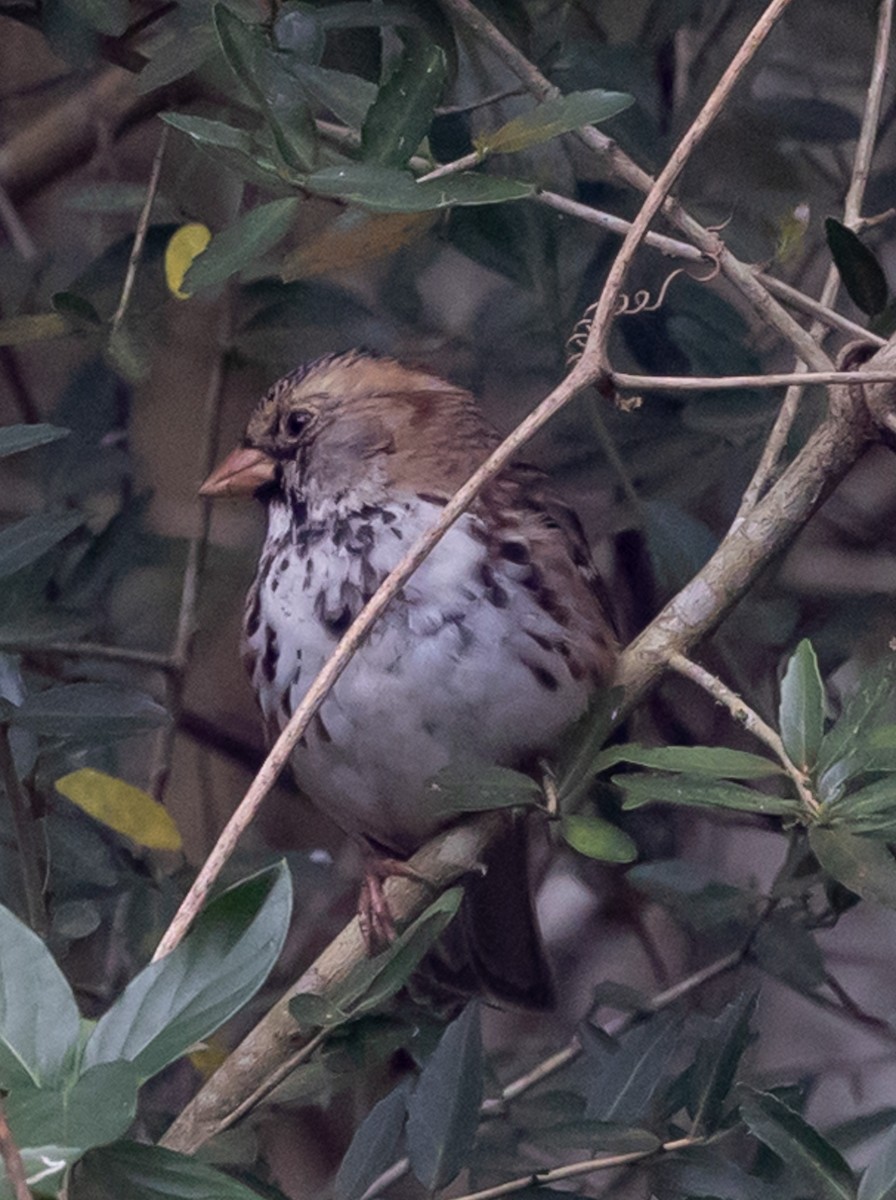 Harris's Sparrow - ML652228893
