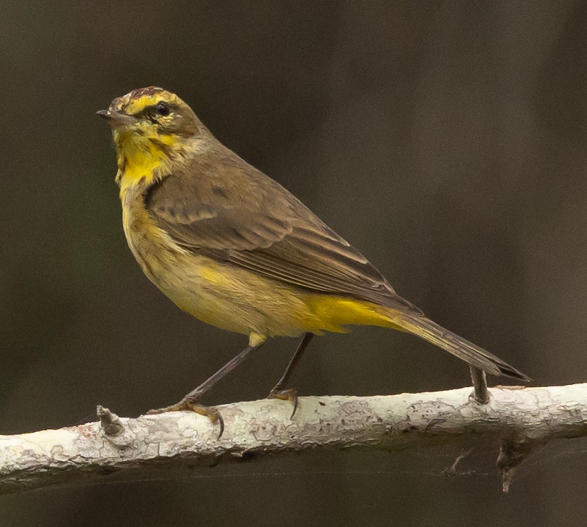 Palm Warbler (Yellow) - ML652228900