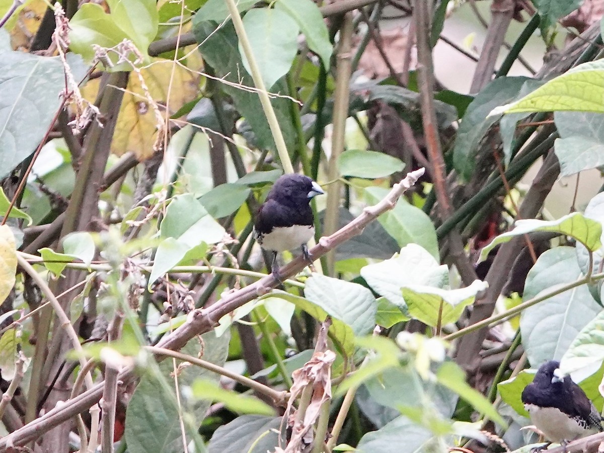 svarthodemannikin (bicolor/poensis) - ML652228911