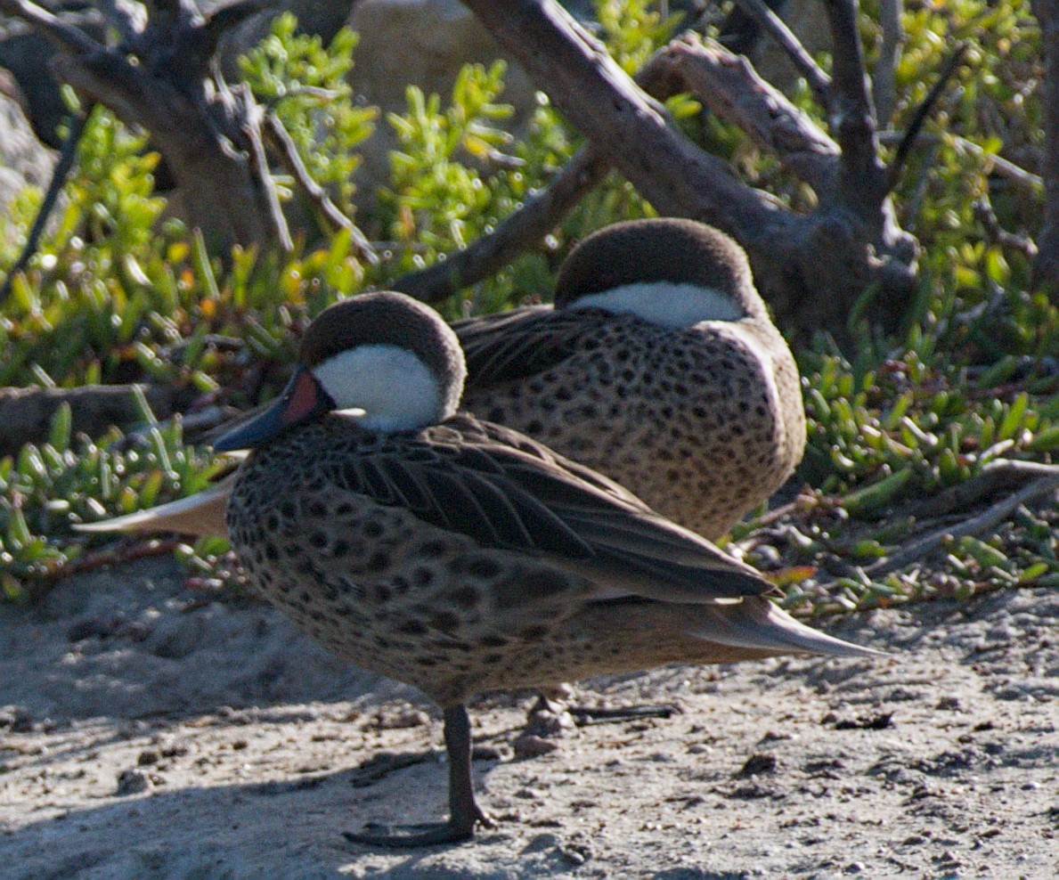 Шилохвіст білощокий - ML652228981