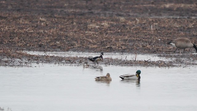 Каролинская утка - ML652229176