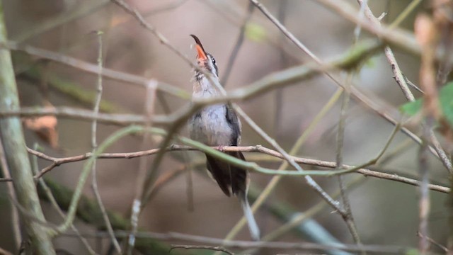 Long-billed Hermit - ML652229179