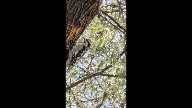 Красногорлый дятел-сокоед - ML652229257