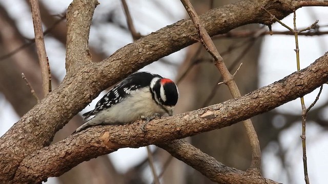 Пушистый дятел - ML652229343