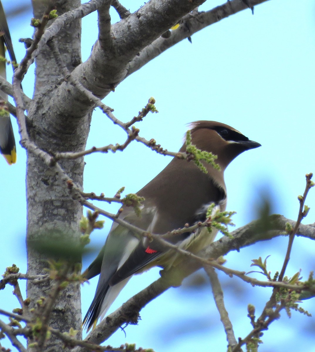 Кедровый свиристель - ML652229492