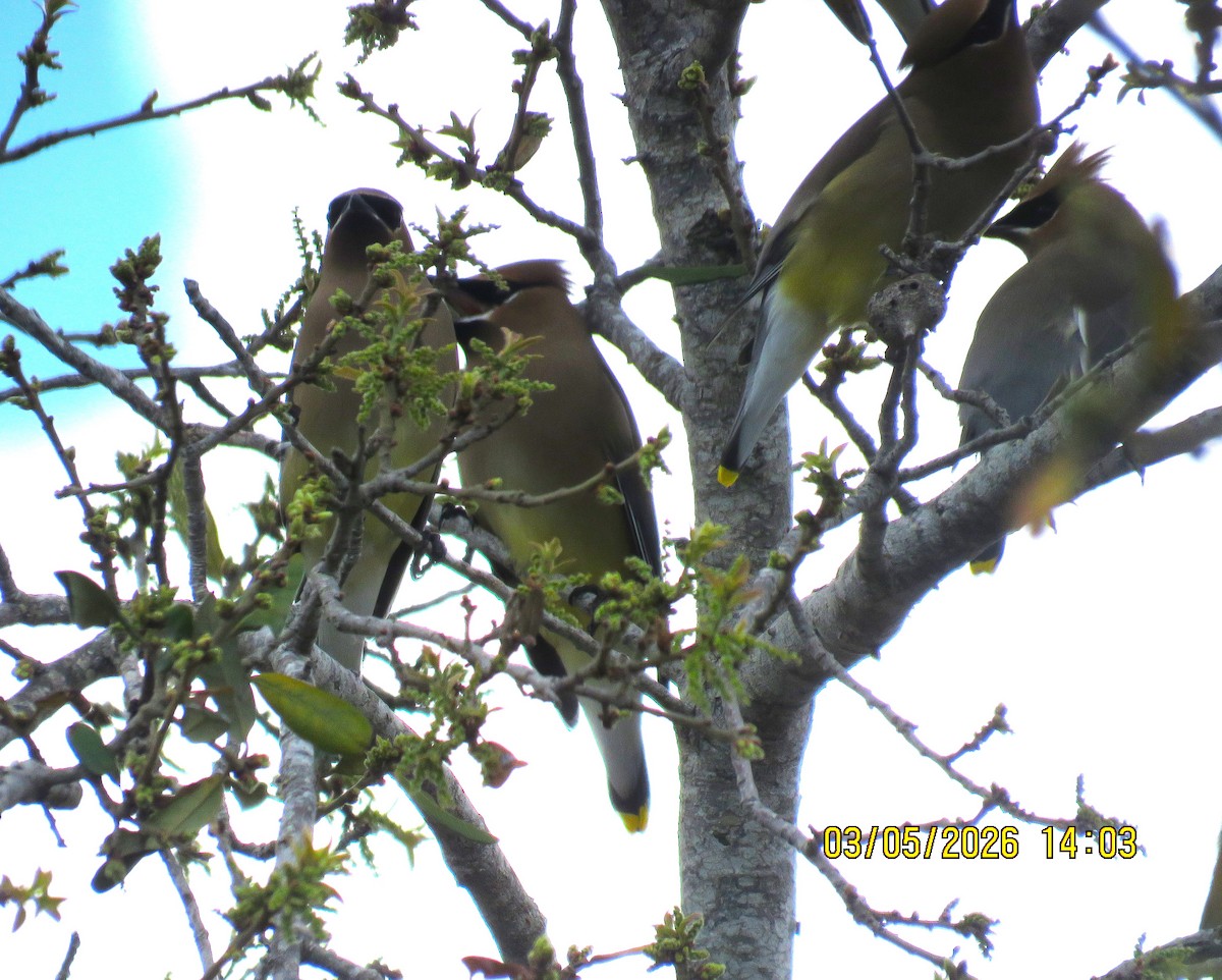 Кедровый свиристель - ML652229497