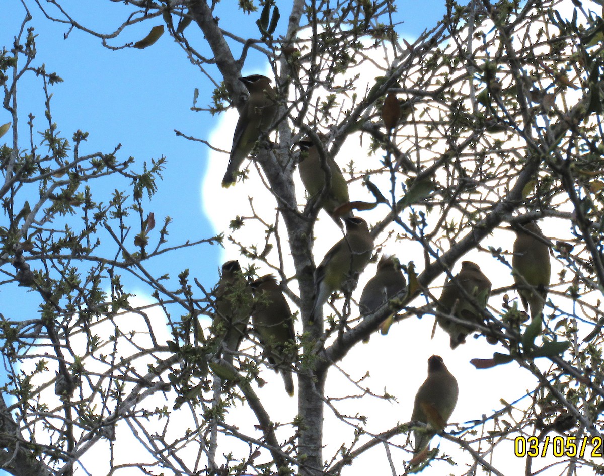 Кедровый свиристель - ML652229514