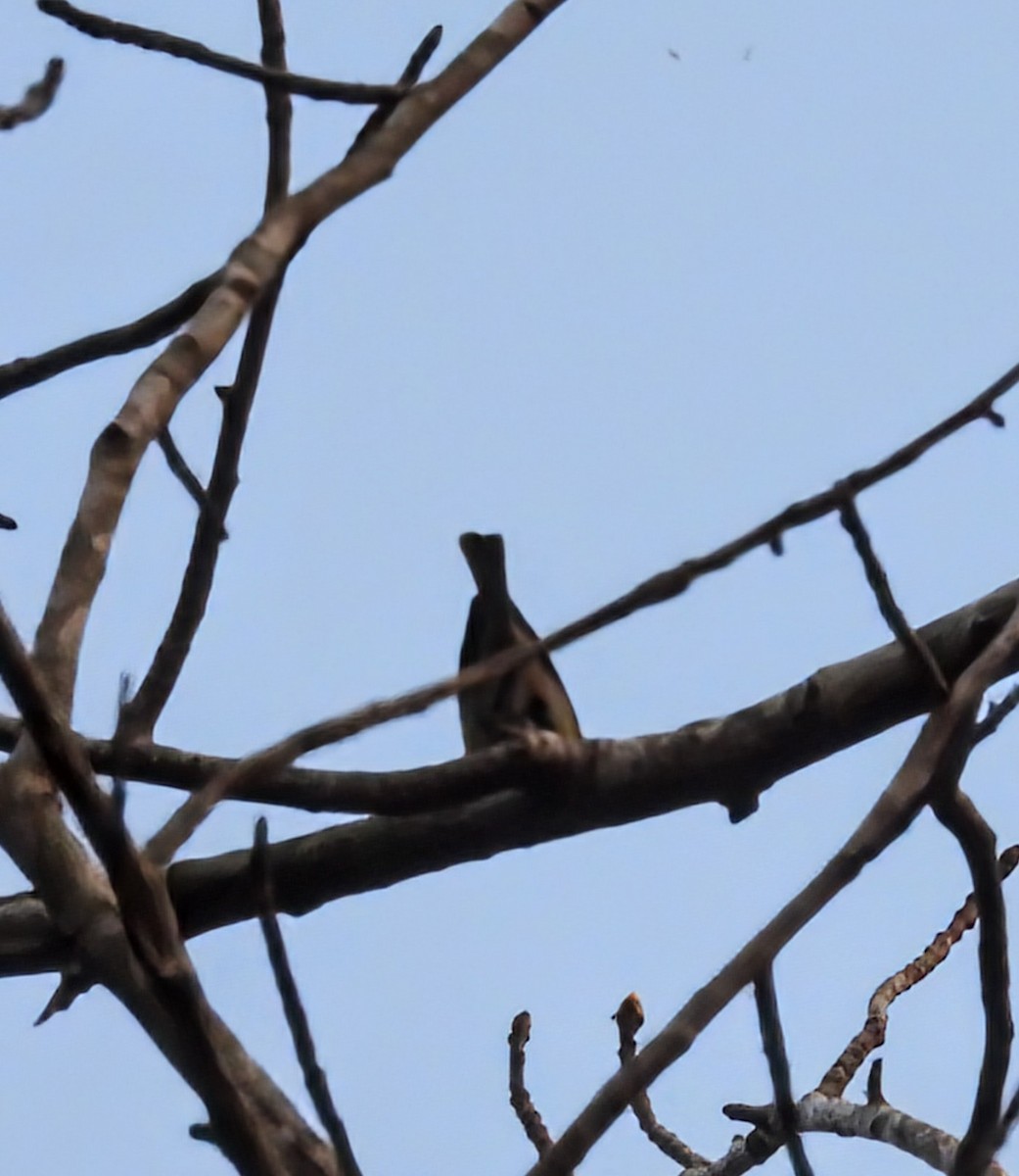 マツアメリカムシクイ - ML652229548