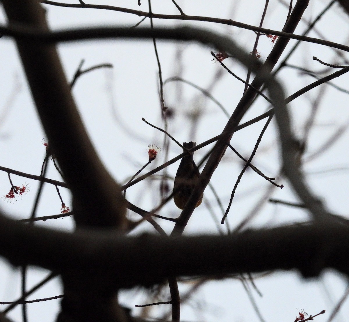 マツアメリカムシクイ - ML652229549