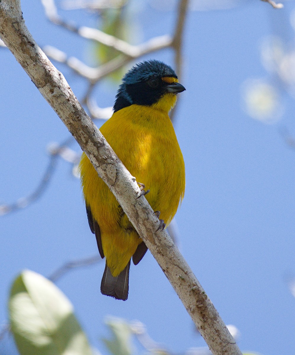 Puerto Rican Euphonia - ML652229593
