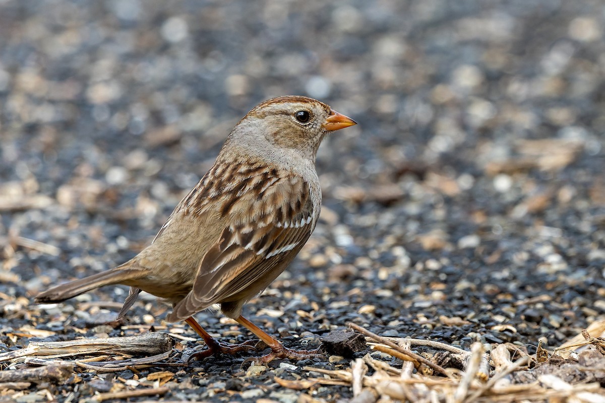 White-crowned Sparrow - ML652229615