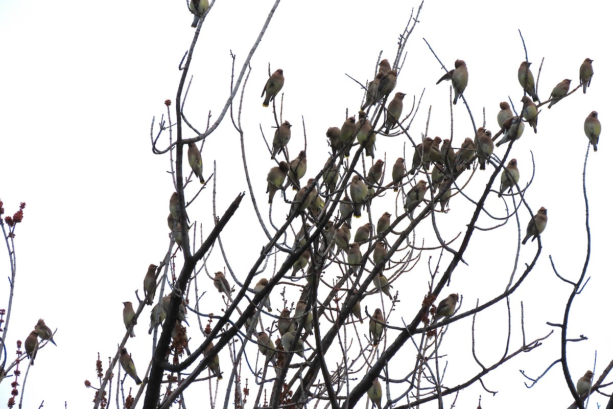 Кедровый свиристель - ML652229682