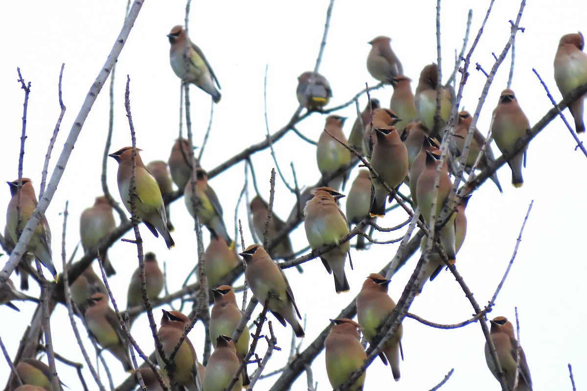 Кедровый свиристель - ML652229683