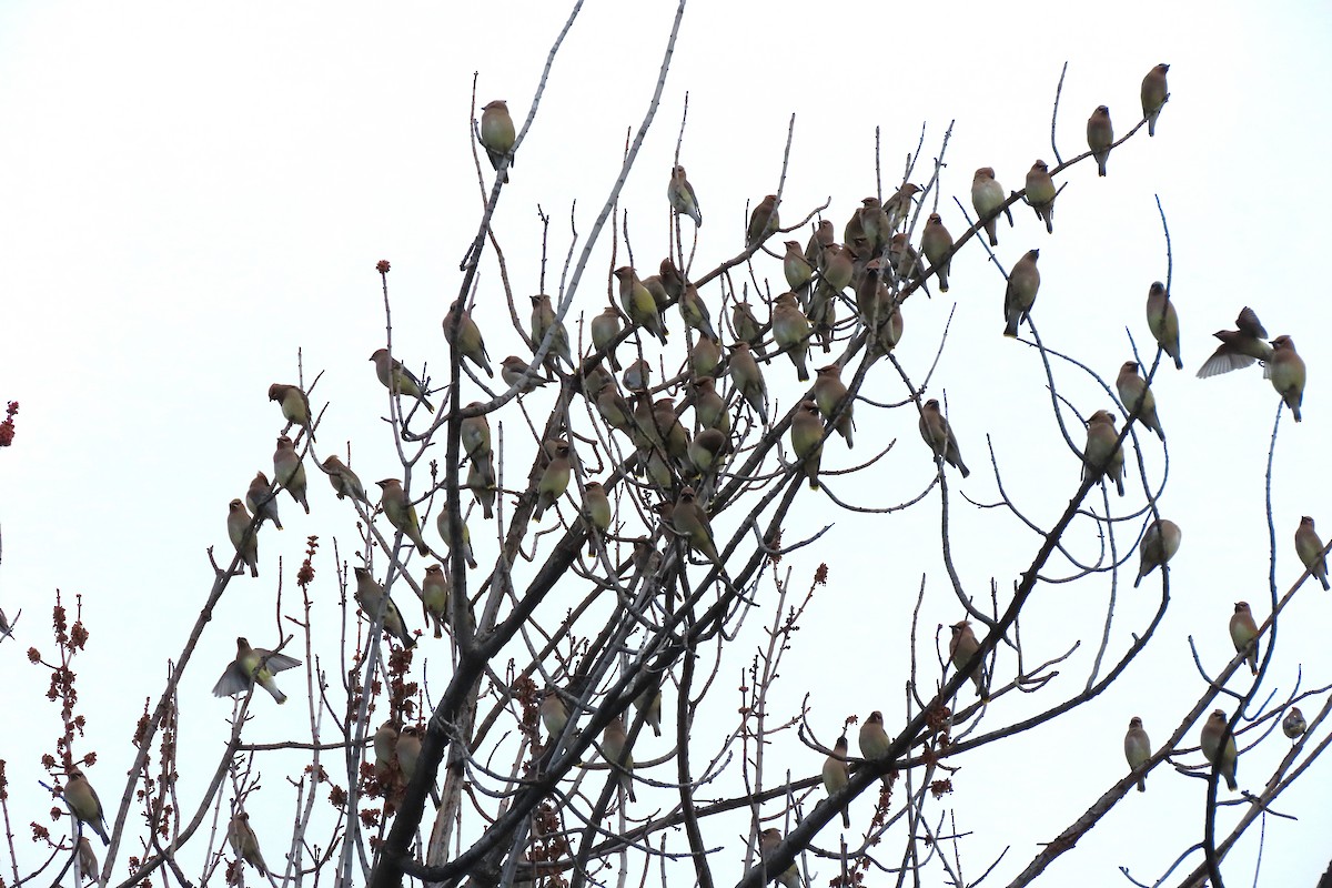 Кедровый свиристель - ML652229684